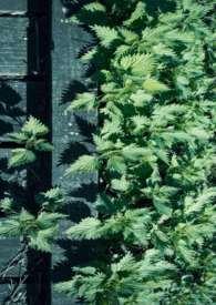 玉枝词在线阅读